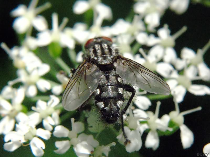 Sarcophaga carnaria